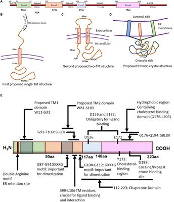 Frontiers | Sigmar1's Molecular, Cellular, and Biological 